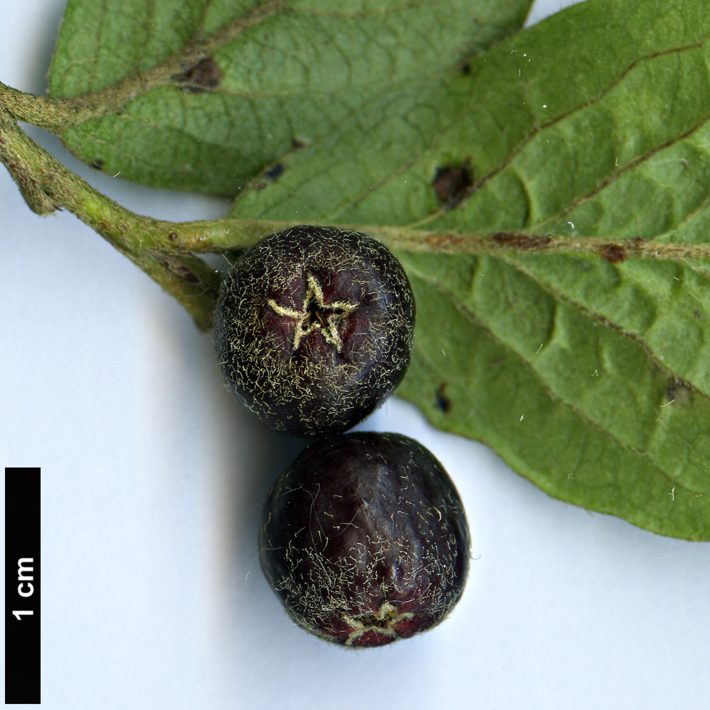 High resolution image: Family: Rosaceae - Genus: Cotoneaster - Taxon: hsingshangensis